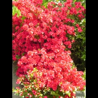 Azalee - Azalea Vuyk's Scarlet (fam. Ericacee) (01)